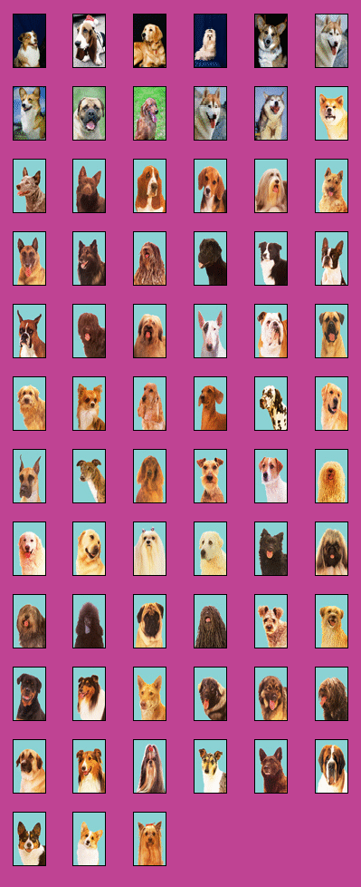 dogs.gif (125313 bytes)